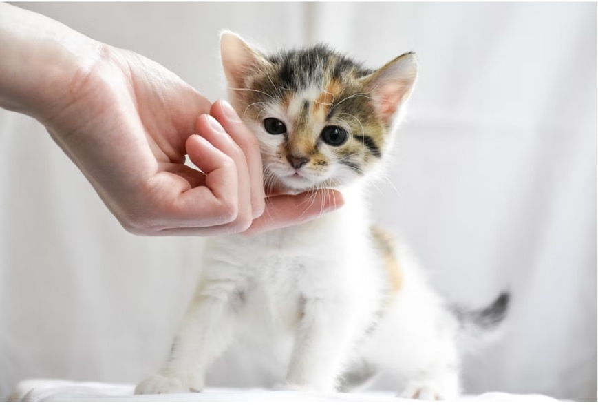 Gattino visitato in ambulatorio veterinario a Bologna